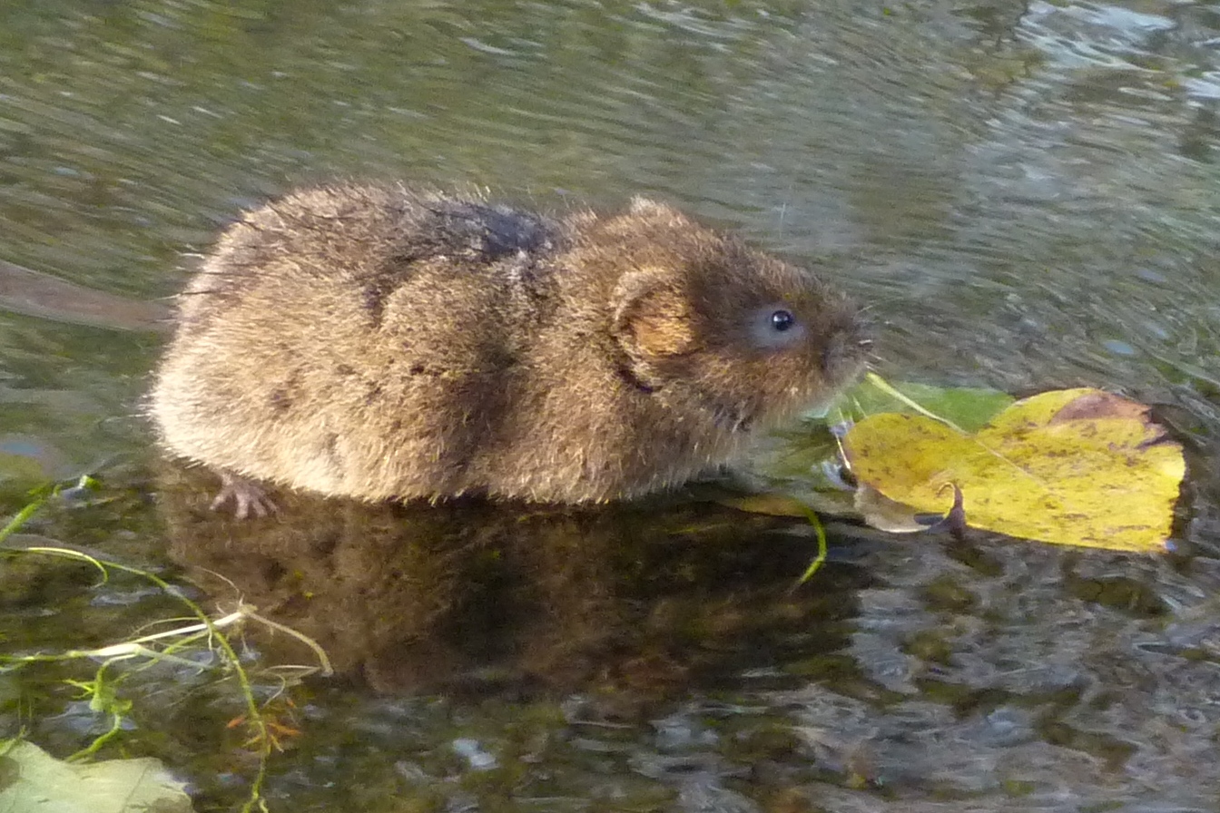 Woelrat