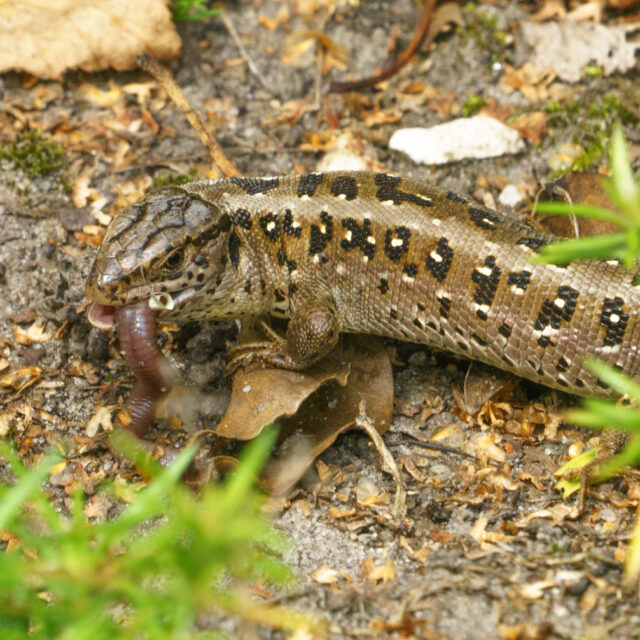 Zandhagedis in Nederland