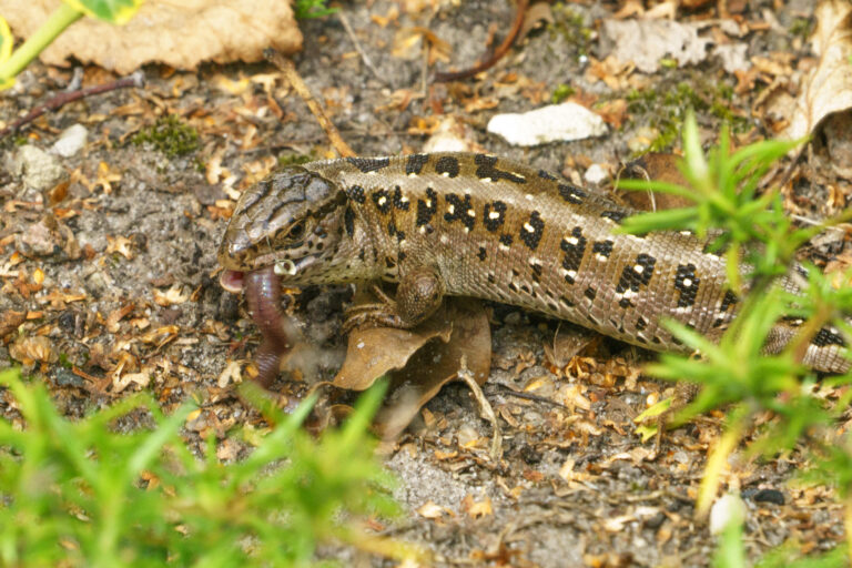 Zandhagedis