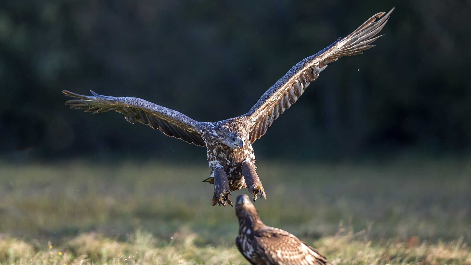 Juveniele zeearend met donkere snavel en donkere, gevlekte staart die met gespreide poten inzet voor de landing