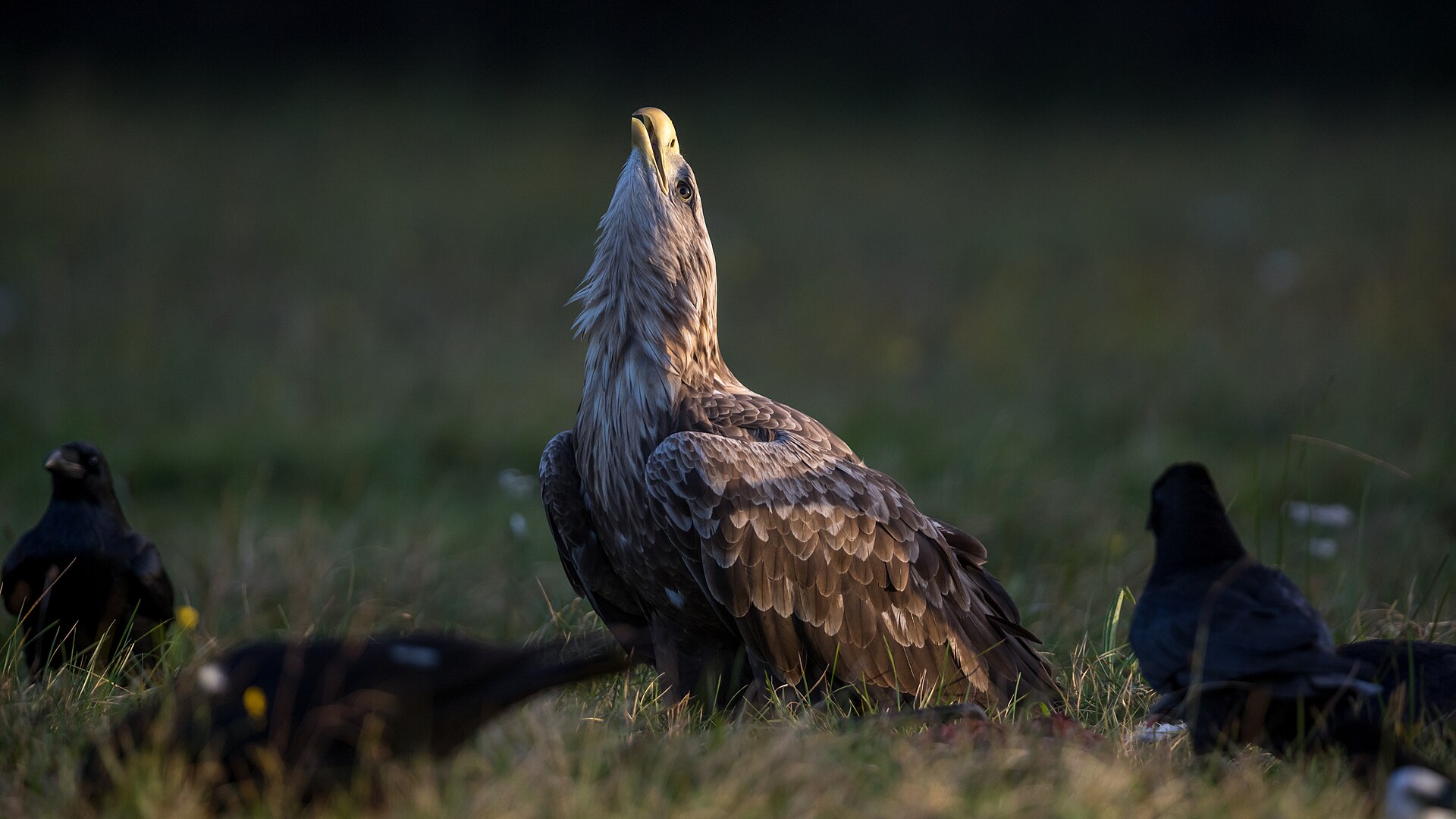 Volwassen zeearend die met opgeheven gele snavel zijn prooi verdedigt tegen naderende kraaien