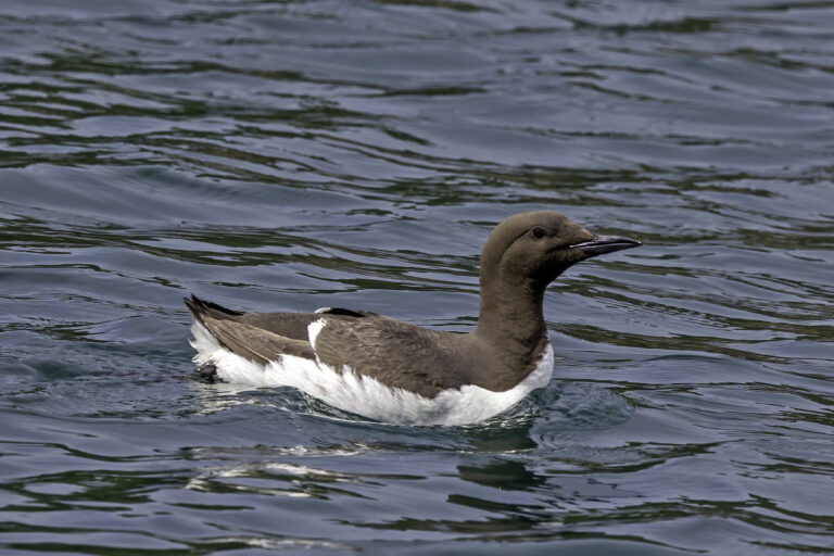 Zeekoet