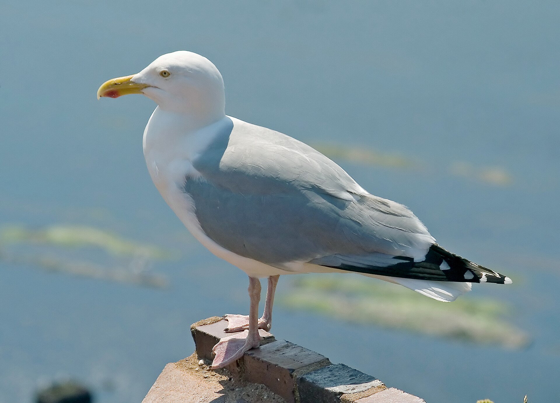 Zilvermeeuw