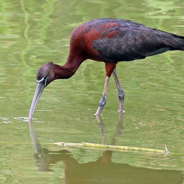 Zwarte ibis