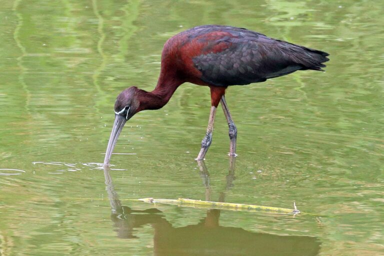 Zwarte ibis