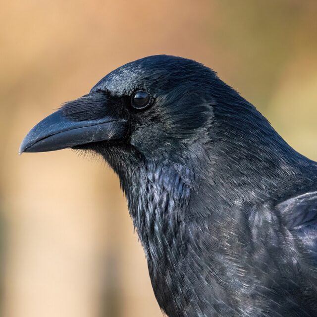 Zwarte kraai