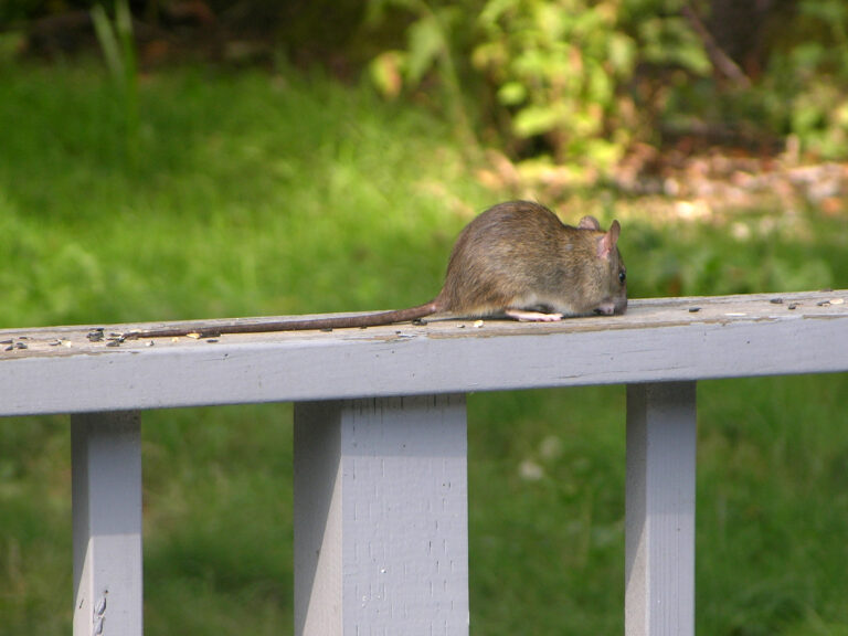 Zwarte rat