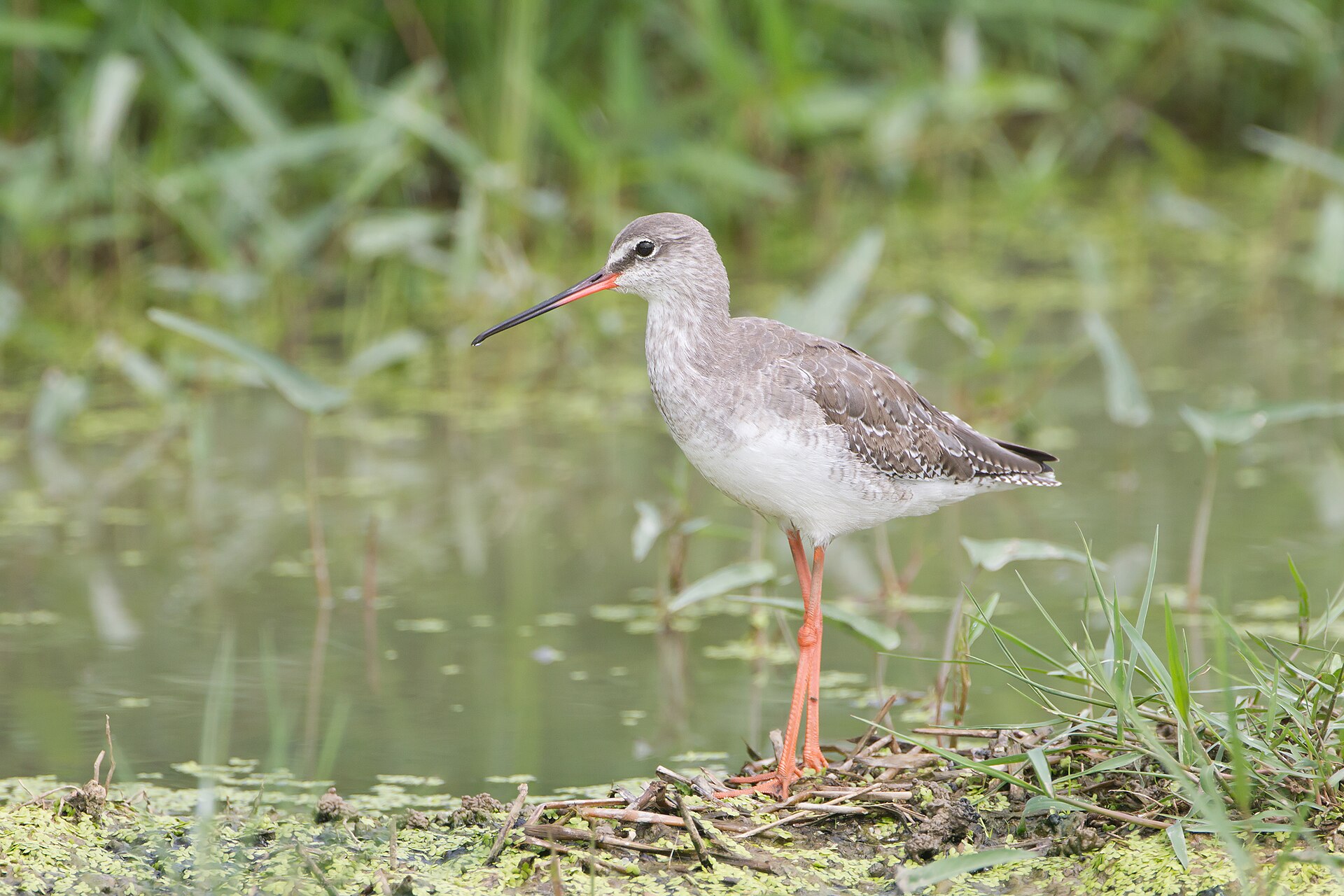 Zwarte ruiter