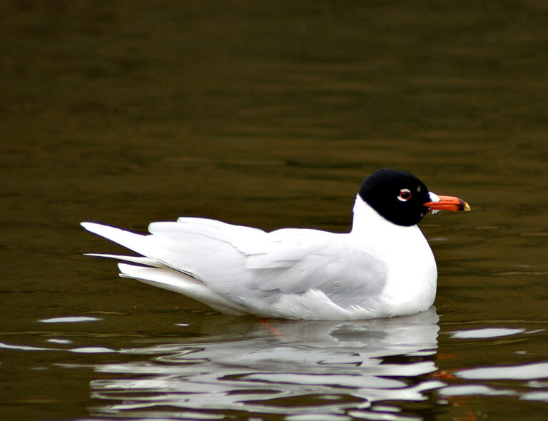 Zwartkopmeeuw
