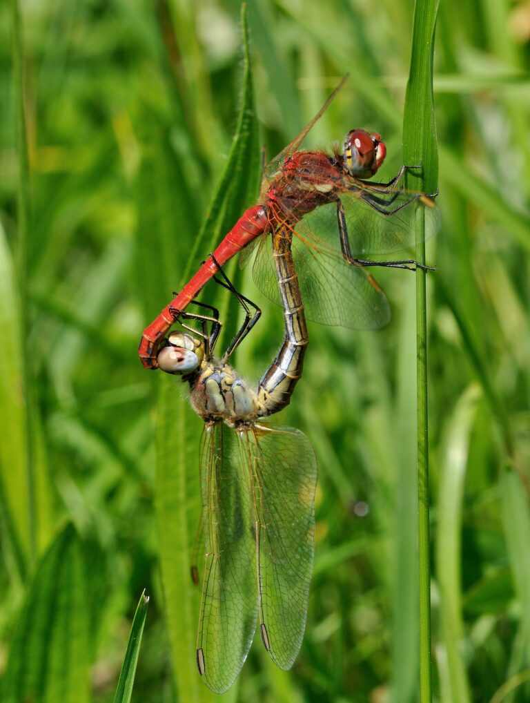 Zwervende heidelibel