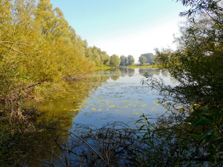 De oude Rijnarm in de Millingerwaard