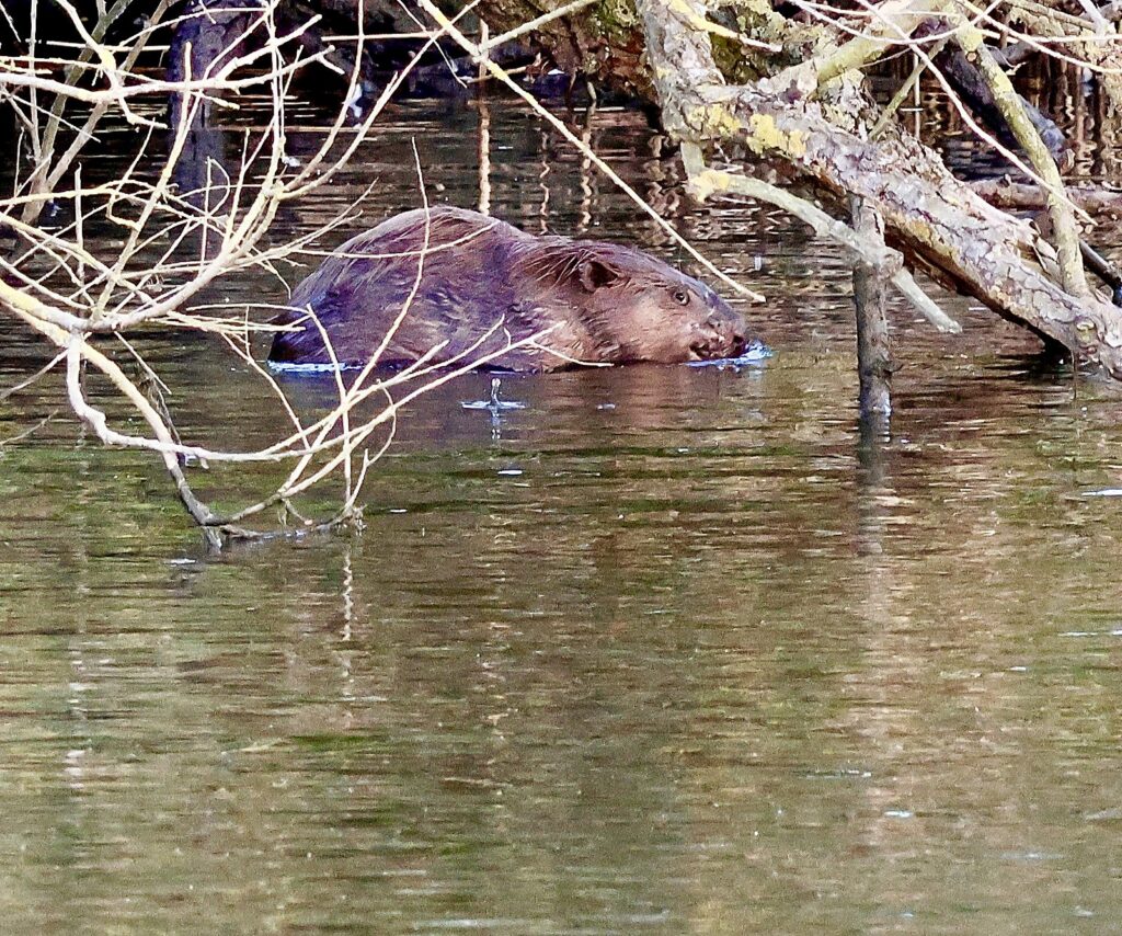 Bever aan de oever etend aan een wilgentak &mdash; bij het verschil tussen otter en bever is voedsel het beslissende gedrag
