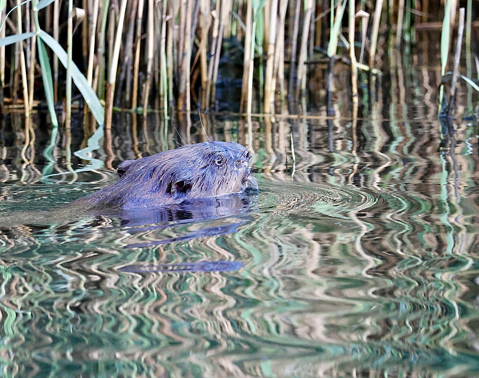 Bever met de kop boven het water voor een rietkraag, met kringen om zich heen