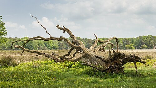 Omgevallen boom blijft liggen