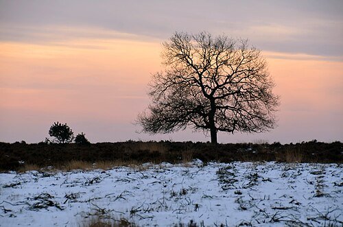 Winterlicht boven de besneeuwde heide