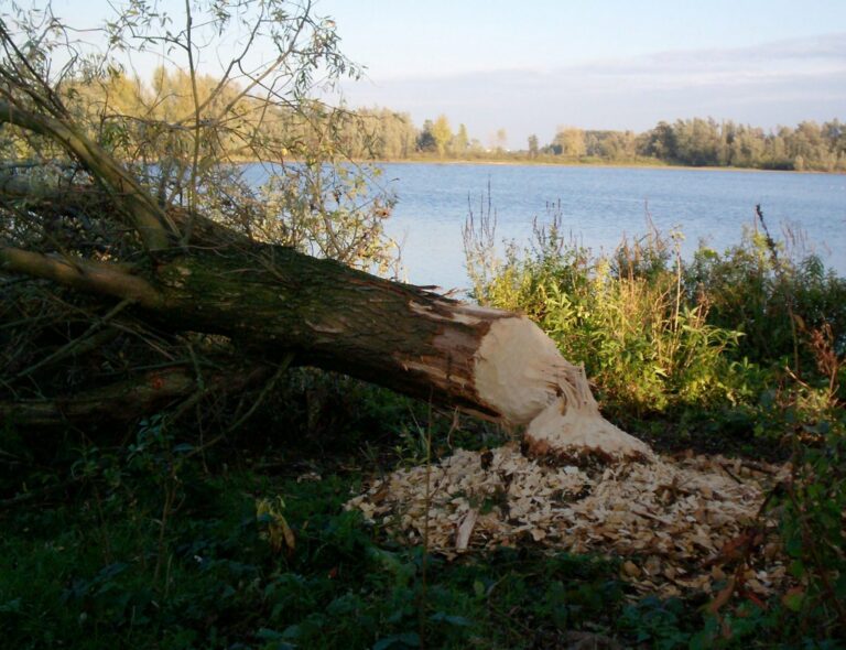 Door bevers gevelde wilg
