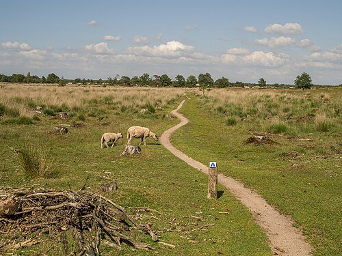 Pad over het Aekingerzand met grazers