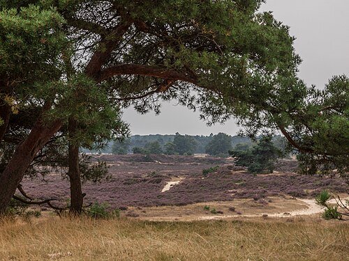 Vliegden aan de rand van de heide
