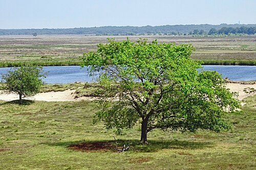 Het Kolenveen met een solitaire boom