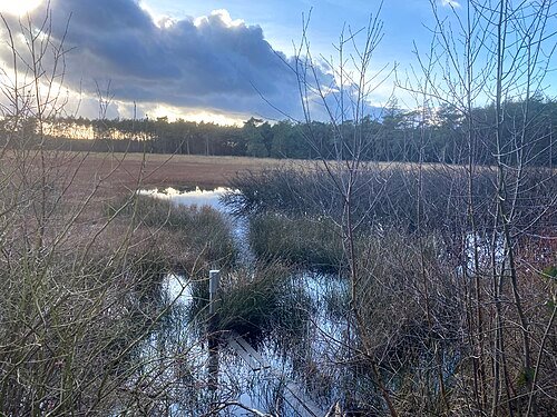 Natte heide in de winter