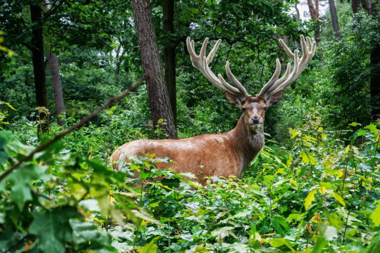 Edelhertbok met bastgewei tussen groen loofbos op de Hoge Veluwe
