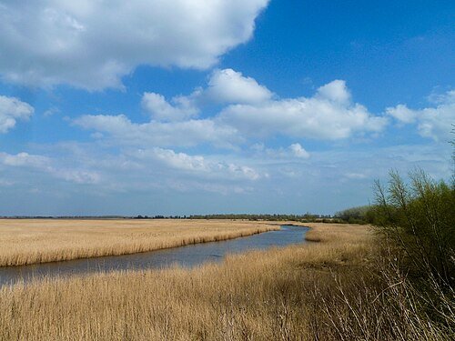 Rietland langs het open water