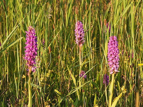 Gevlekte rietorchis in het natte grasland