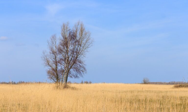 Een losse boom in het riet
