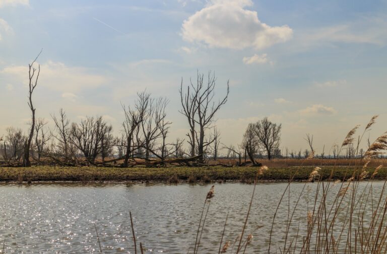 Dood hout in het moeras, het beeld waar het gebied om bekendstaat