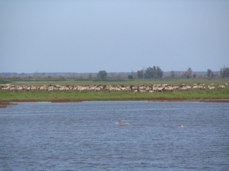 Konikpaarden in het open landschap