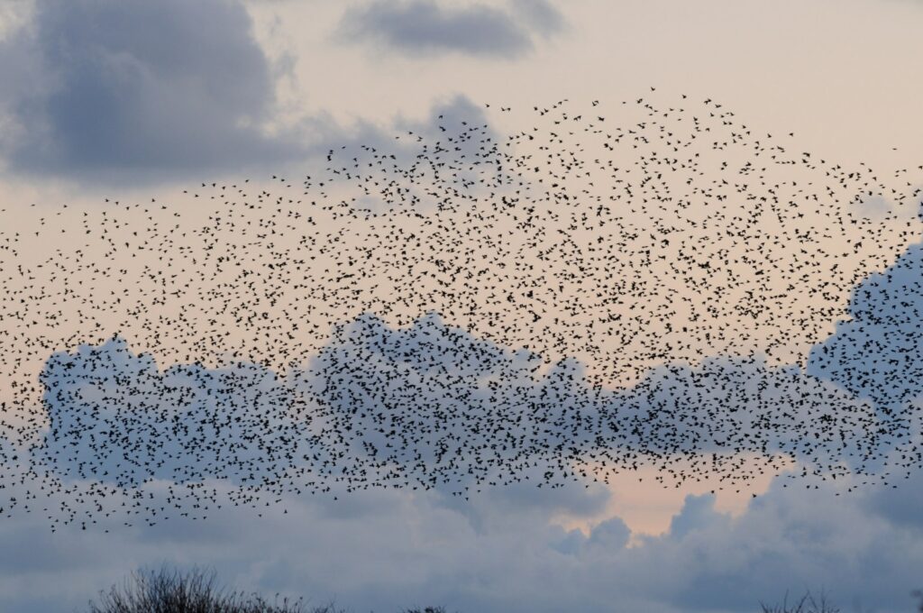 Spreeuwenwolk boven het duinlandschap van Texel in de avondlucht