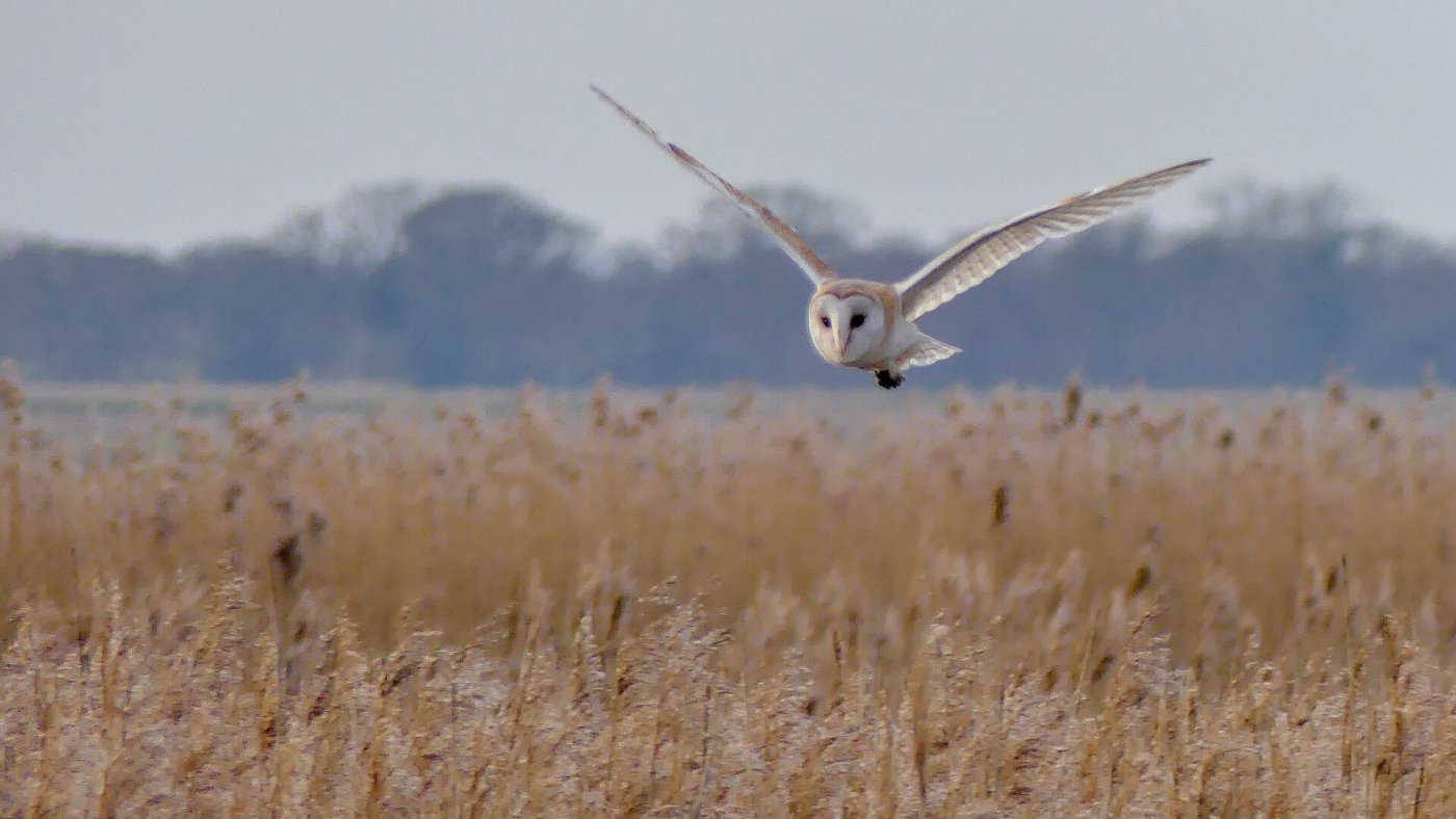 Kerkuil in jachtvlucht laag boven ruig grasland in de schemering