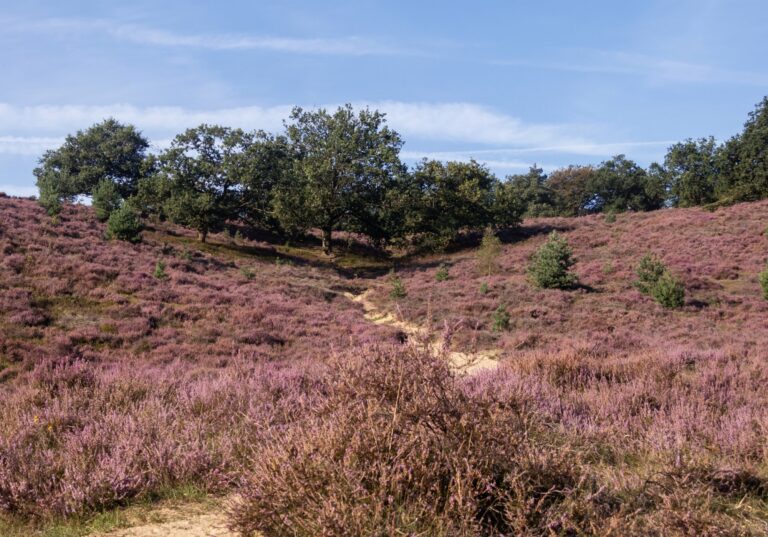 Paars bloeiende heide op de Posbank