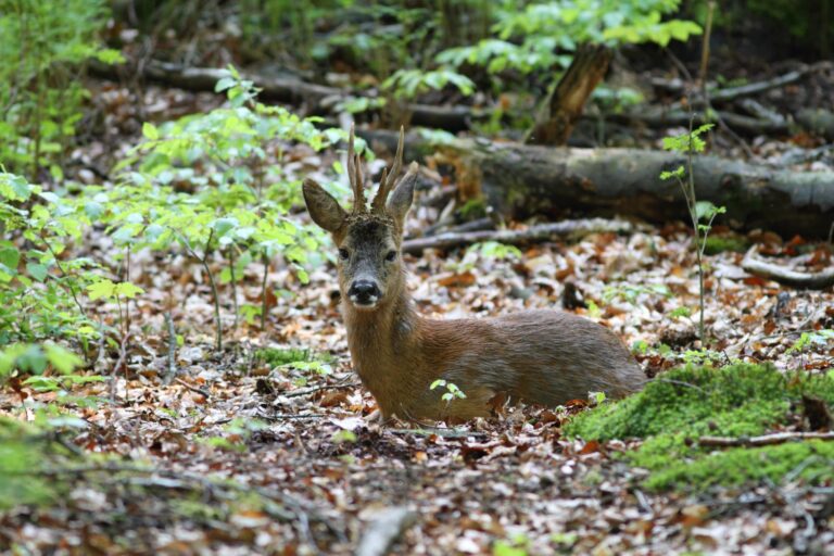 Ree in het bos