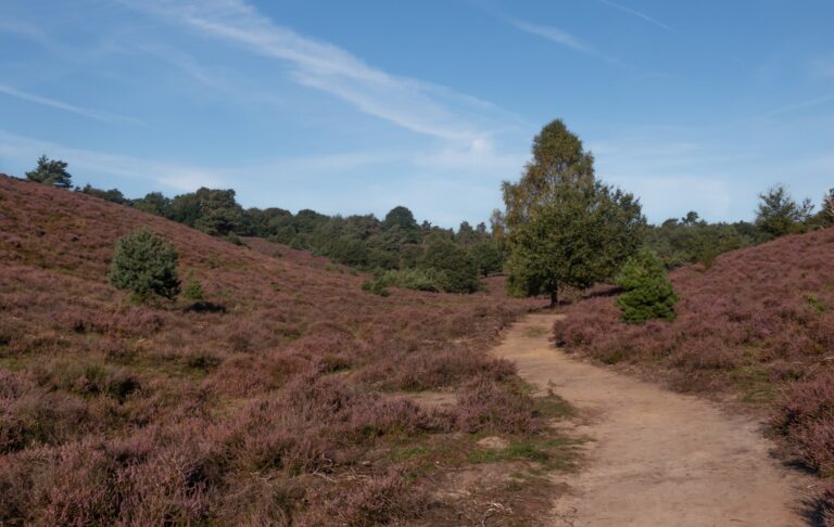 Wandelpad door de heide