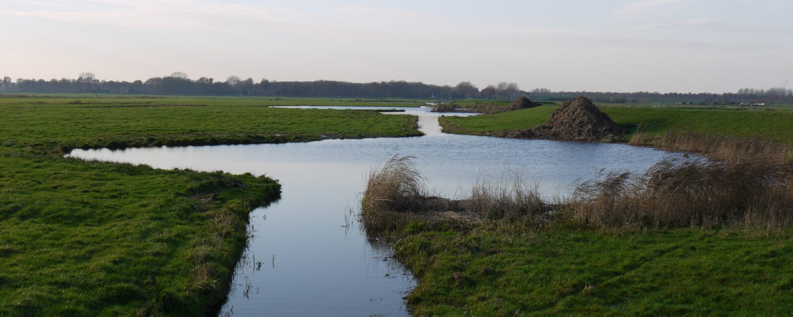 Waai in het open veenweidelandschap van Eemland, omzoomd door riet
