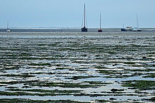 Het wad bij laag water, met droogvallend zeegras