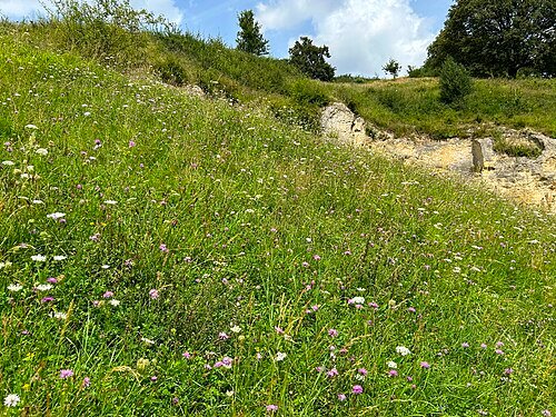 Kalkgrasland op de flank van de Bemelerberg. Op zulke zonnige hellingen groeien de kruiden waar de vlinders op afkomen.
