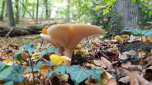Paddenstoel op de bosbodem van het Savelsbos. De kalkrijke bodem levert hier een eigen soortenlijst op.
