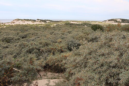 Struweel in de duinen bij Cadzand. Deze dichte struiken zijn dekking en broedplek voor zangvogels.