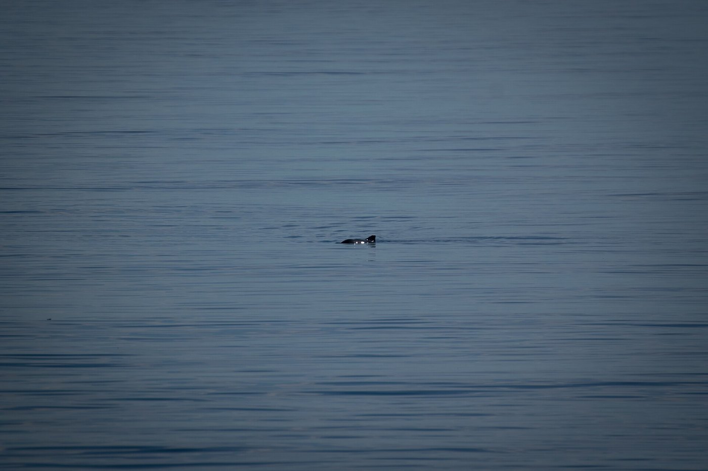Bruinvis aan het wateroppervlak met de kleine driehoekige rugvin, zoals je hem ook in de Oosterschelde ziet