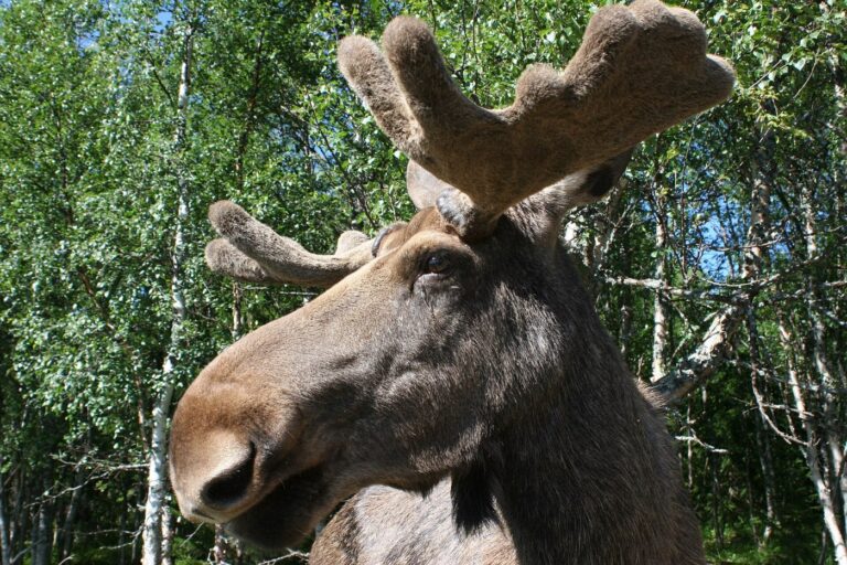 Volwassen eland-stier met volgroeid gewei tussen berken.