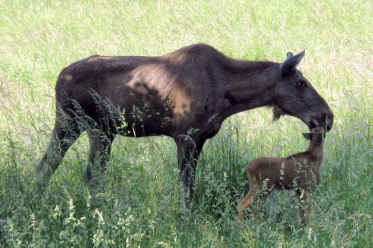 Elandkoe met kalf in een omheind wildpark.