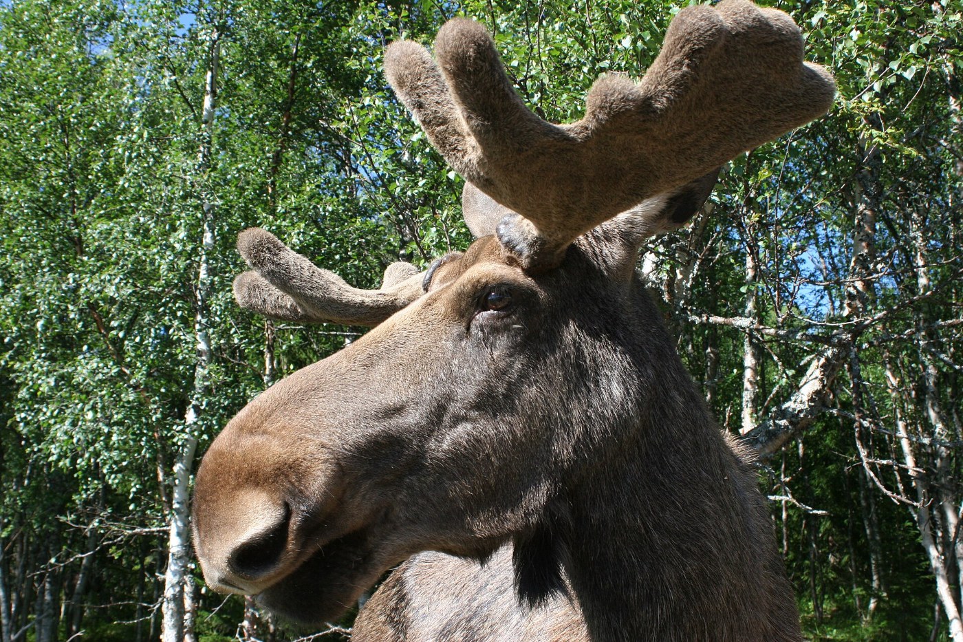 Volwassen eland-stier met volgroeid gewei tussen berken.