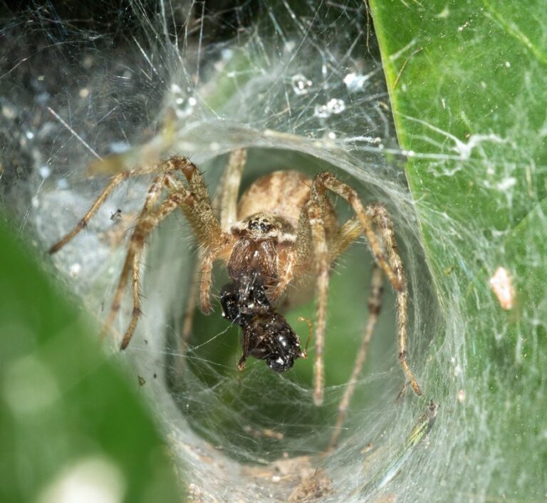 Gewone doolhofspin in de trechter van haar web.
