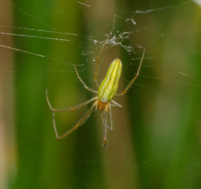 Gewone strekspin languit gestrekt in haar web boven het water.
