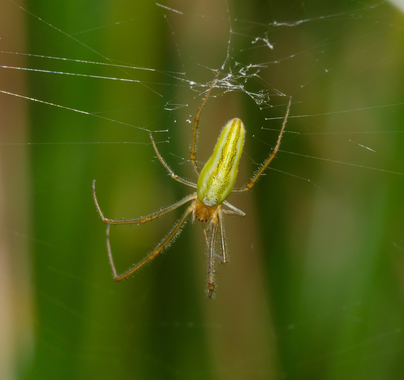 Gewone strekspin languit gestrekt in haar web boven het water.
