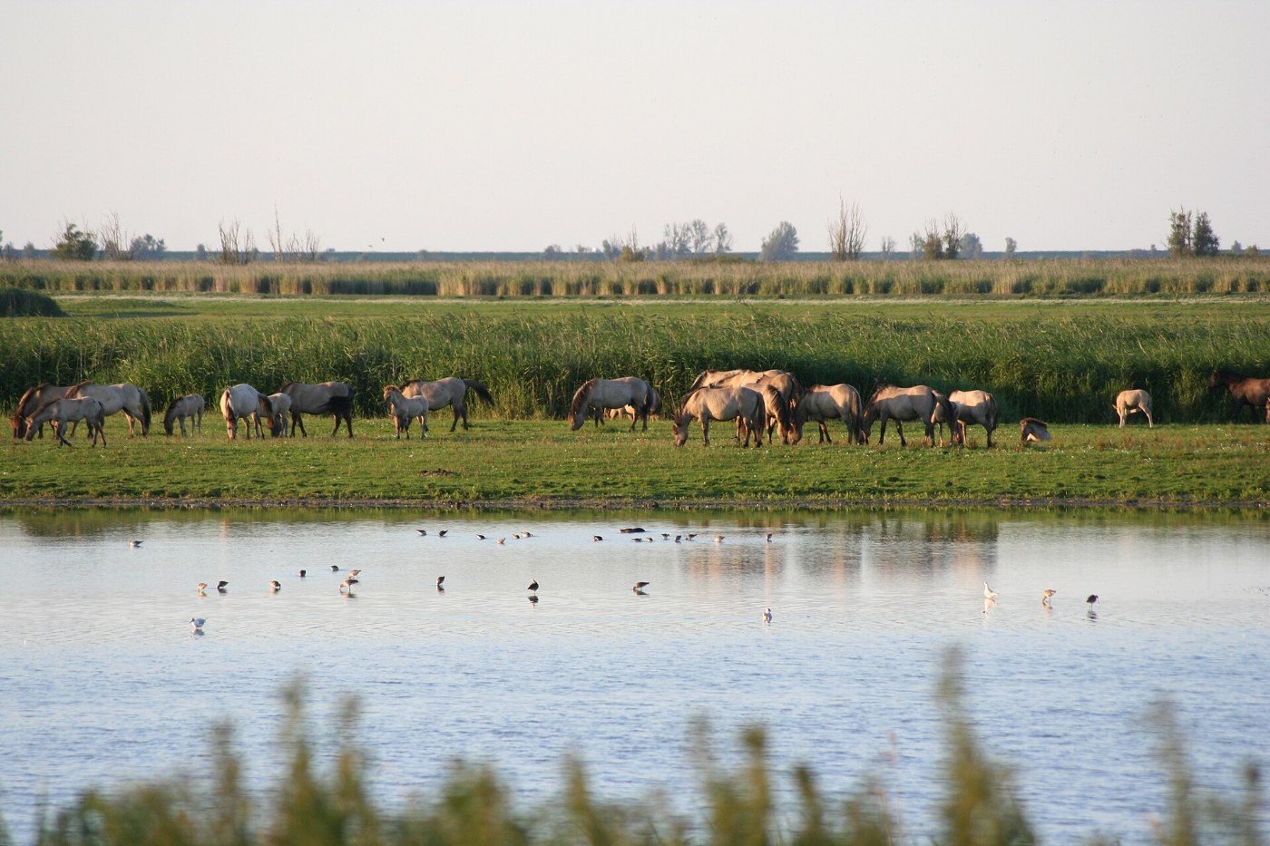 Grote grazers op de open vlakte van de Oostvaardersplassen, gezien over het water vanaf de rand