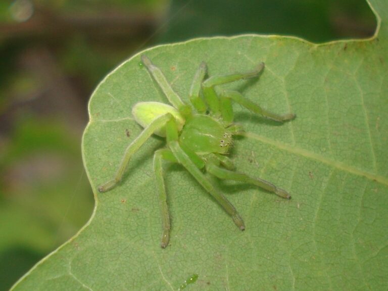 Groene jachtspin