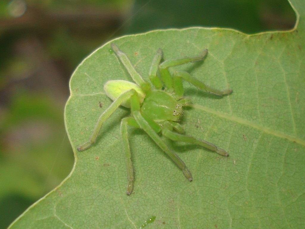 Felgroen vrouwtje van de groene jachtspin op een blad.